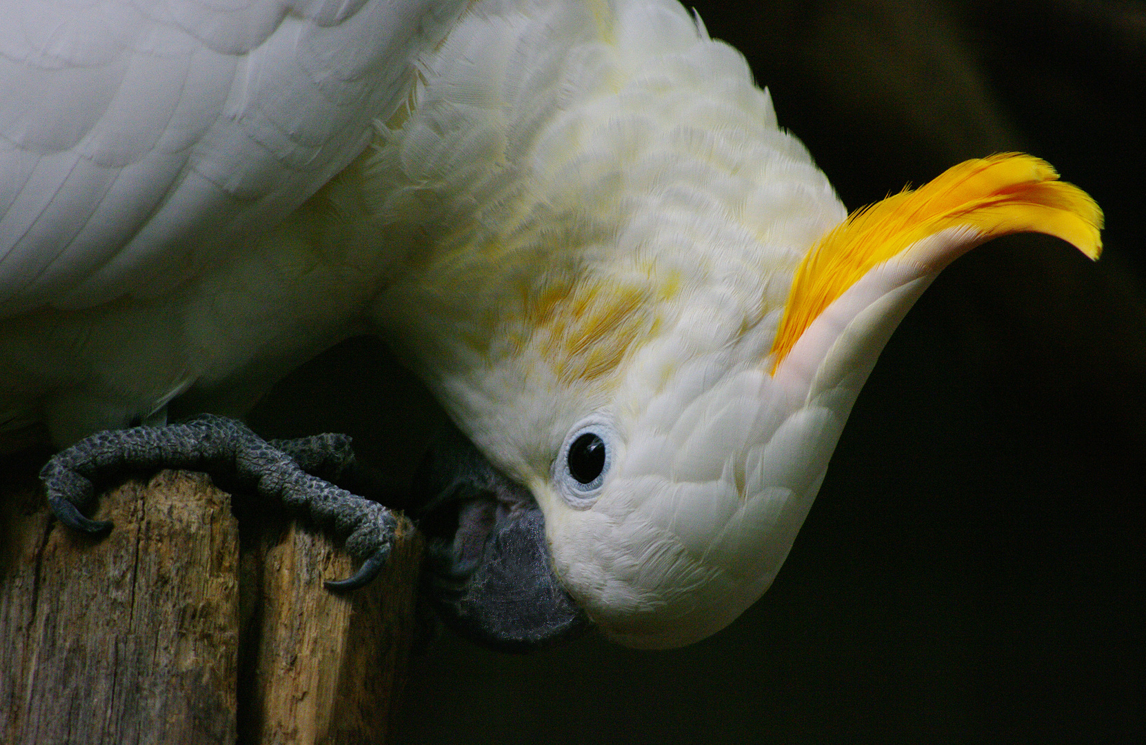 Portrait de perroquet (Cacatua sulphurea, cacatoès à huppe orange)