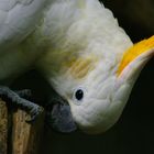Portrait de perroquet (Cacatua sulphurea, cacatoès à huppe orange)