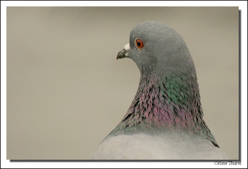 Portrait de pigeon