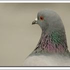 Portrait de pigeon
