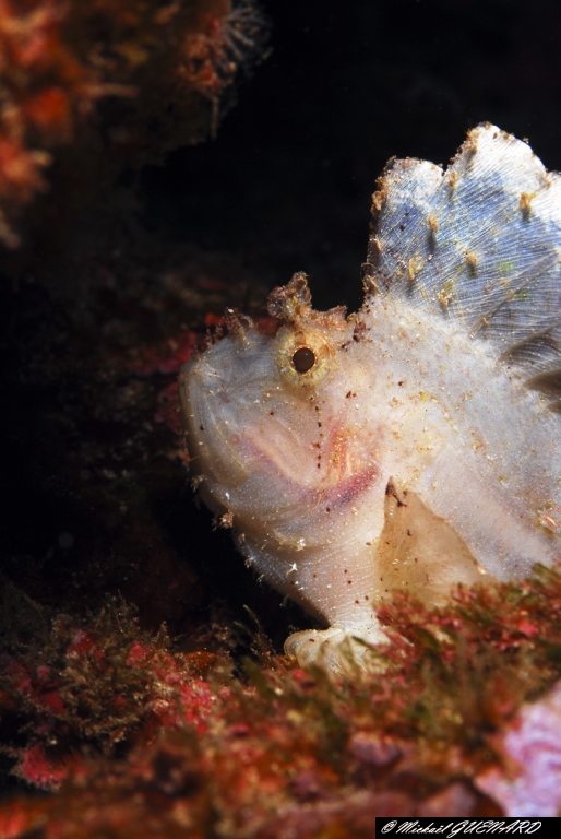 Portrait de poisson feuille