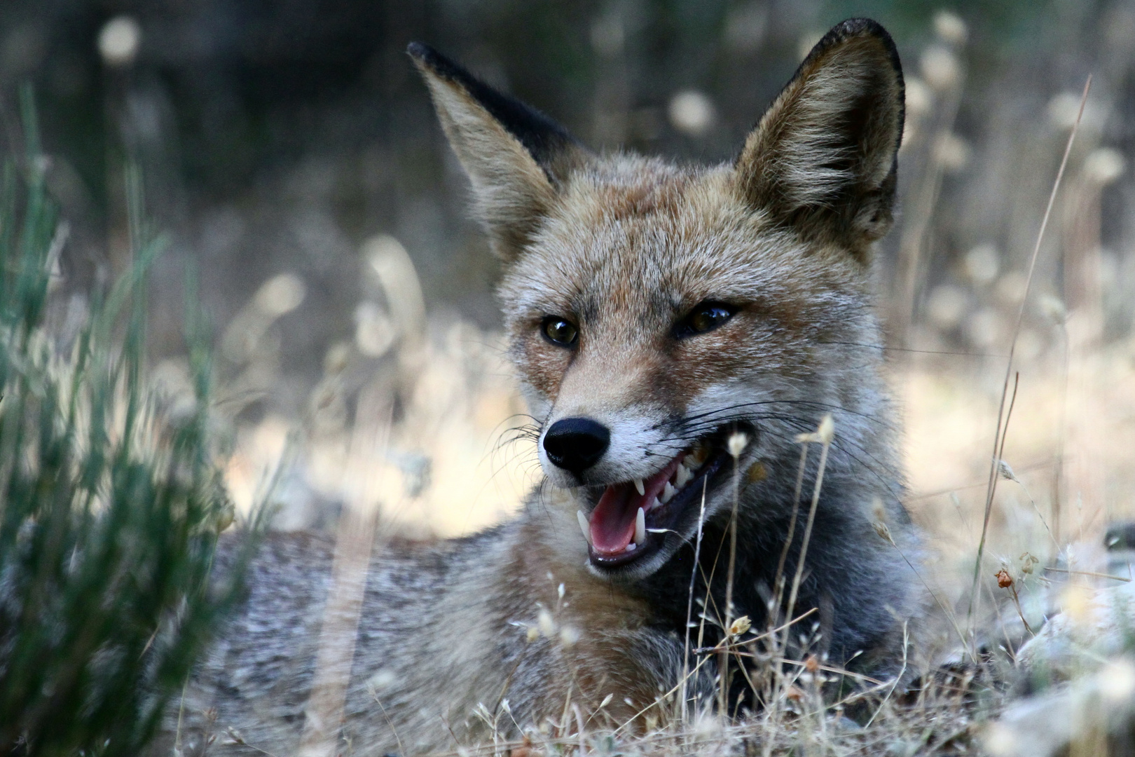 Portrait de renard