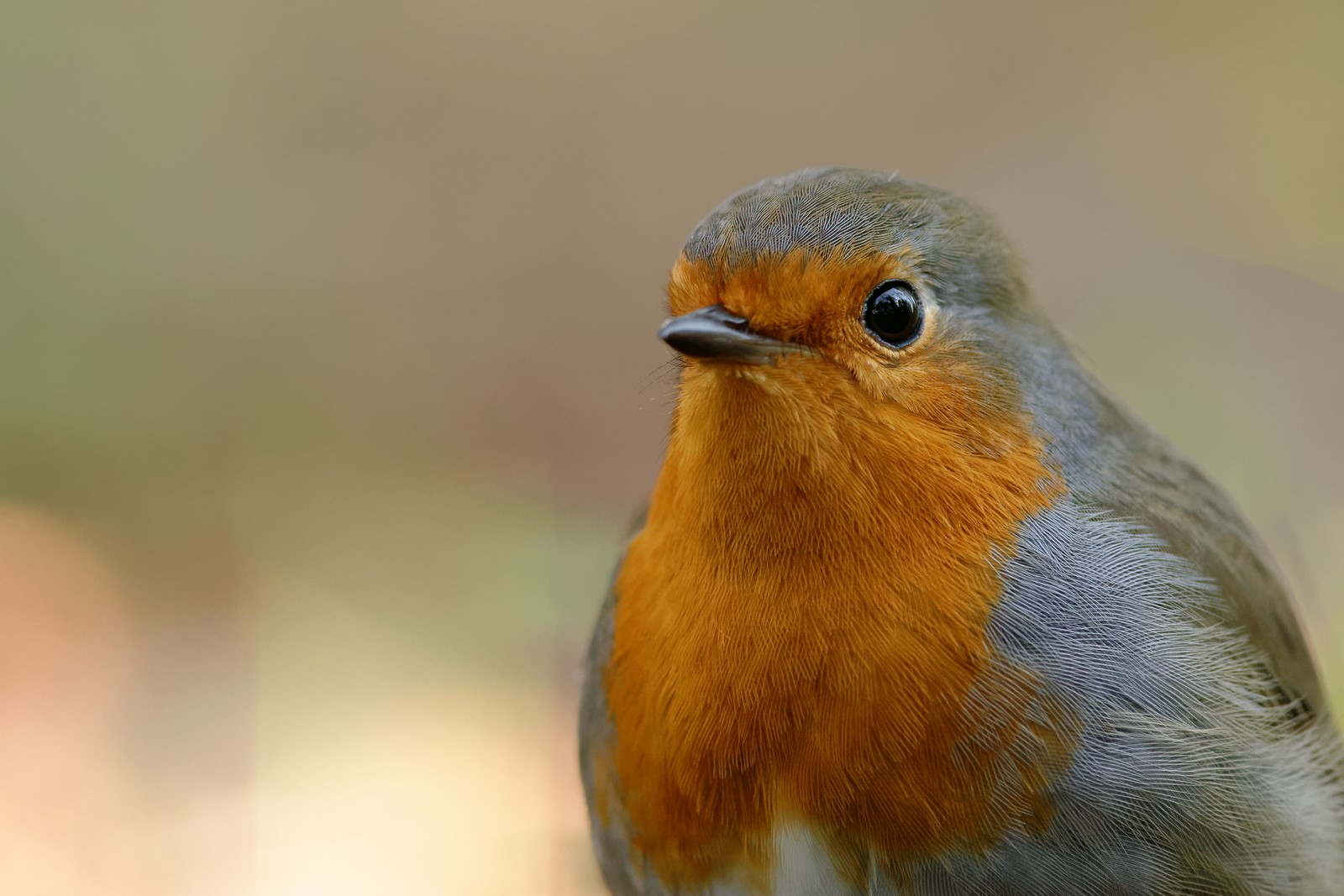 Portrait de robin