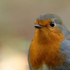 Portrait de robin