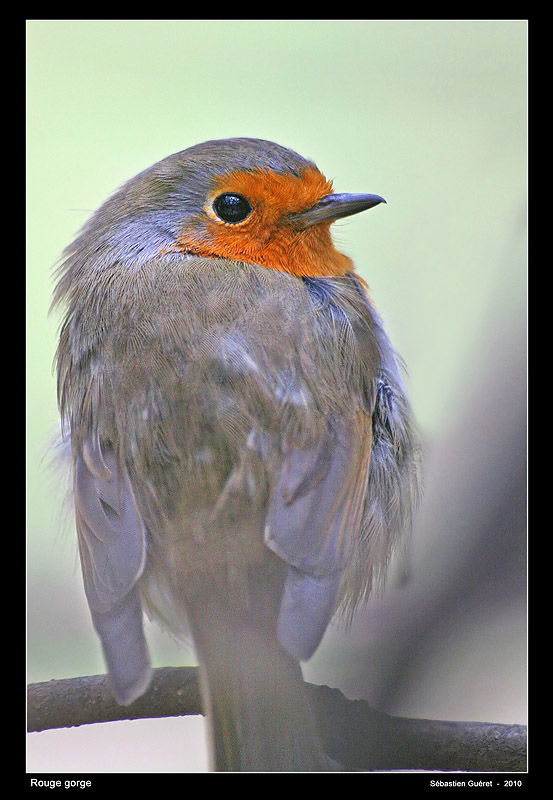 portrait de rouge gorge