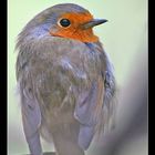 portrait de rouge gorge