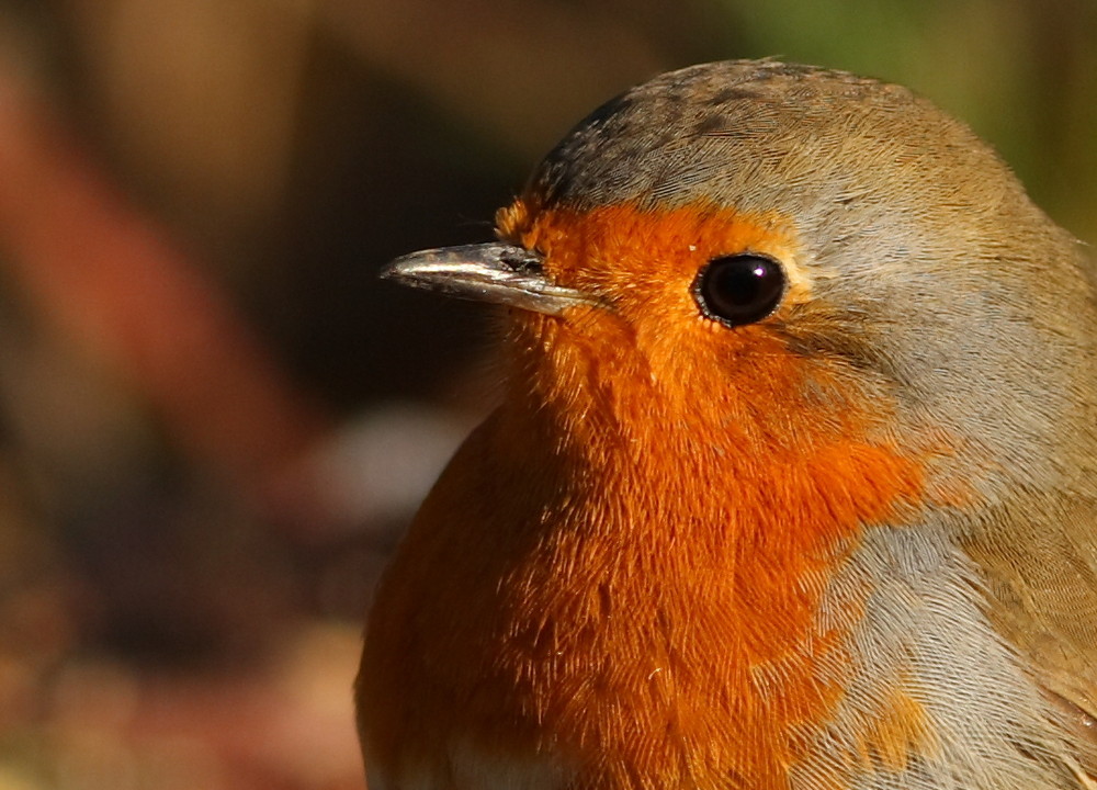 portrait de rouge gorge