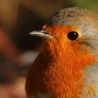 portrait de rouge gorge