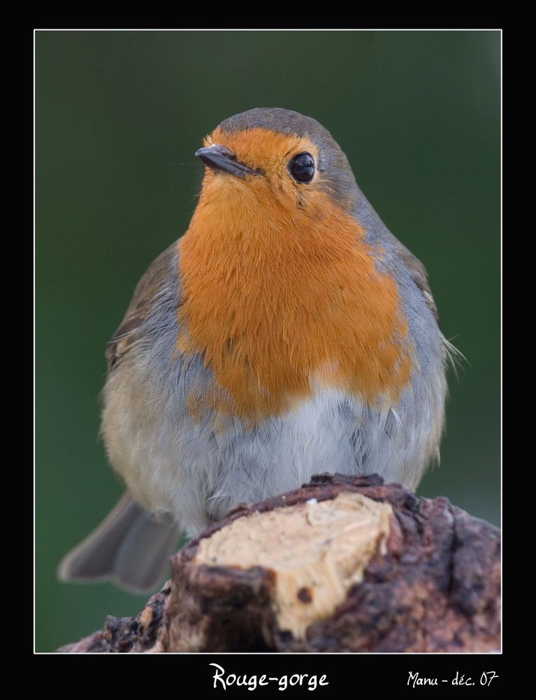 portrait de rouge-gorge