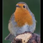 portrait de rouge-gorge