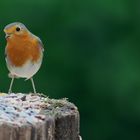 Portrait de Rouge-gorge