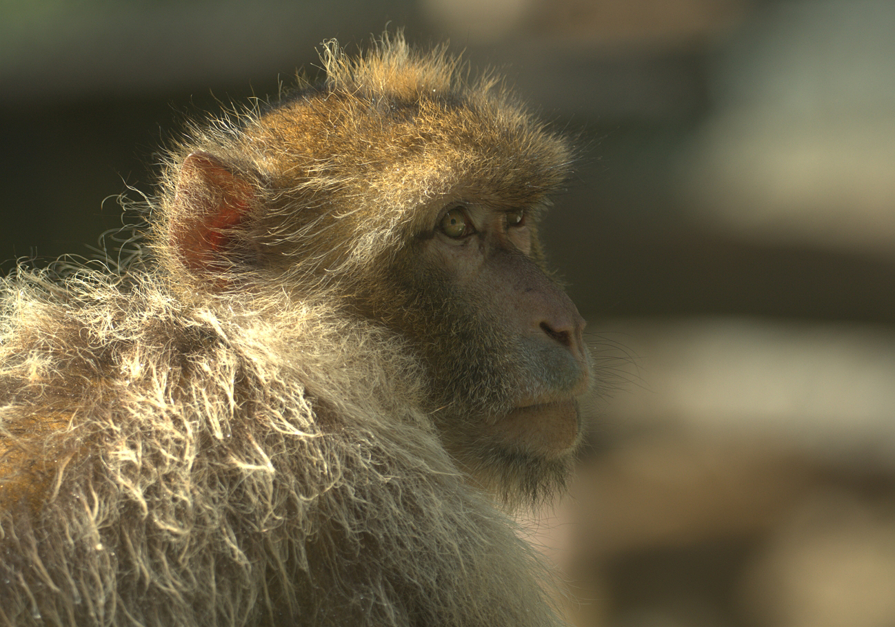 Portrait de singe (Macaca sylvanus, macaque de Barbarie)