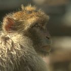 Portrait de singe (Macaca sylvanus, macaque de Barbarie)