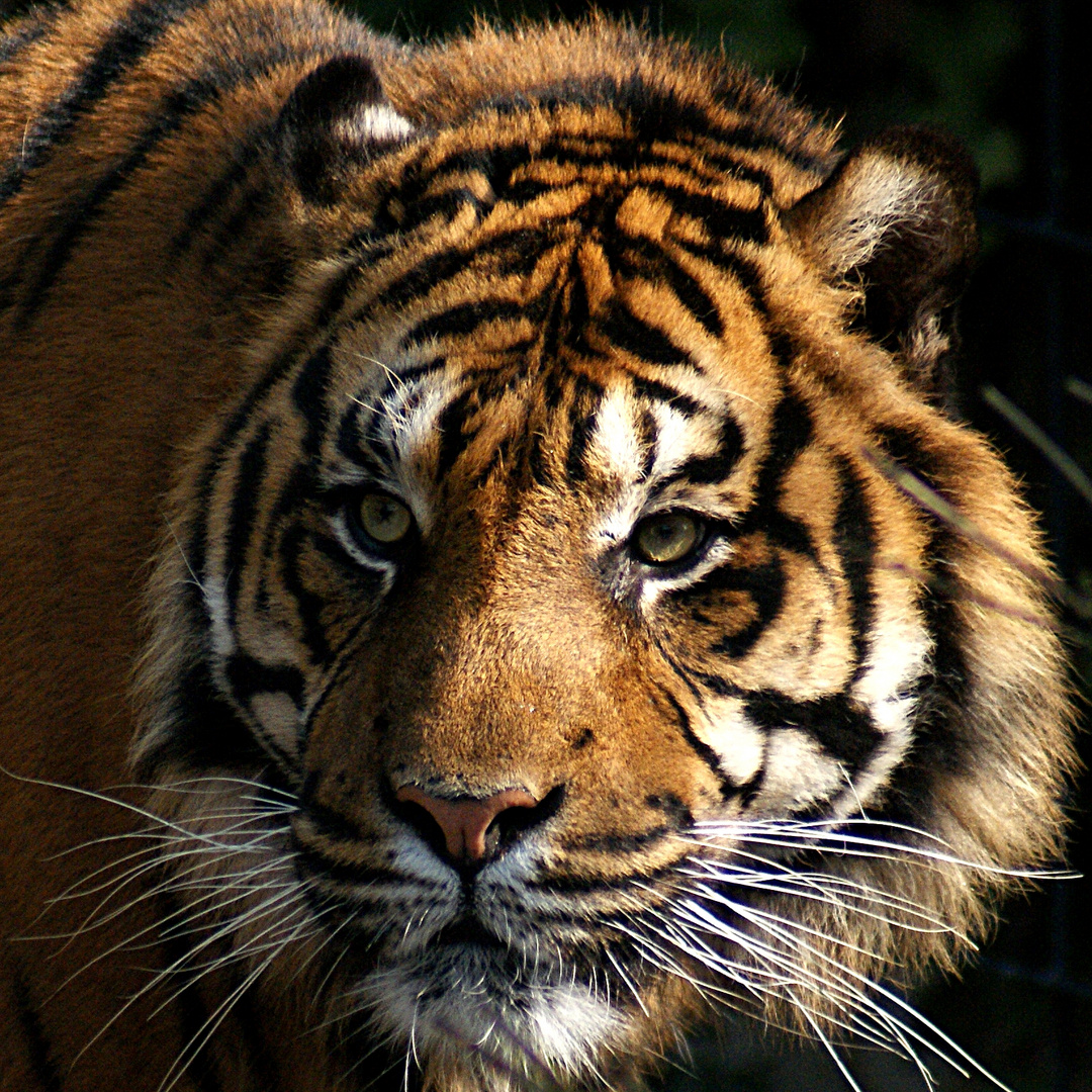 portrait de tigre