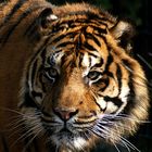 portrait de tigre
