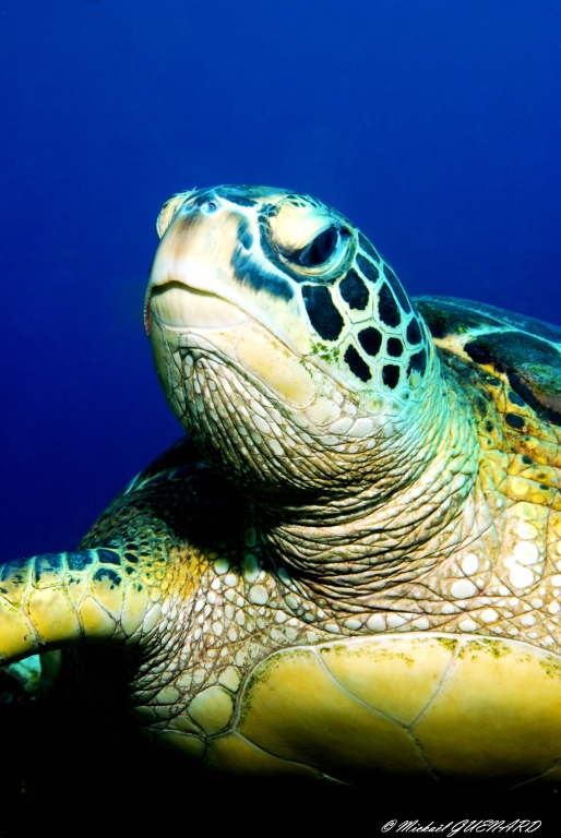 Portrait de Tortue Verte