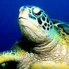 Portrait de Tortue Verte