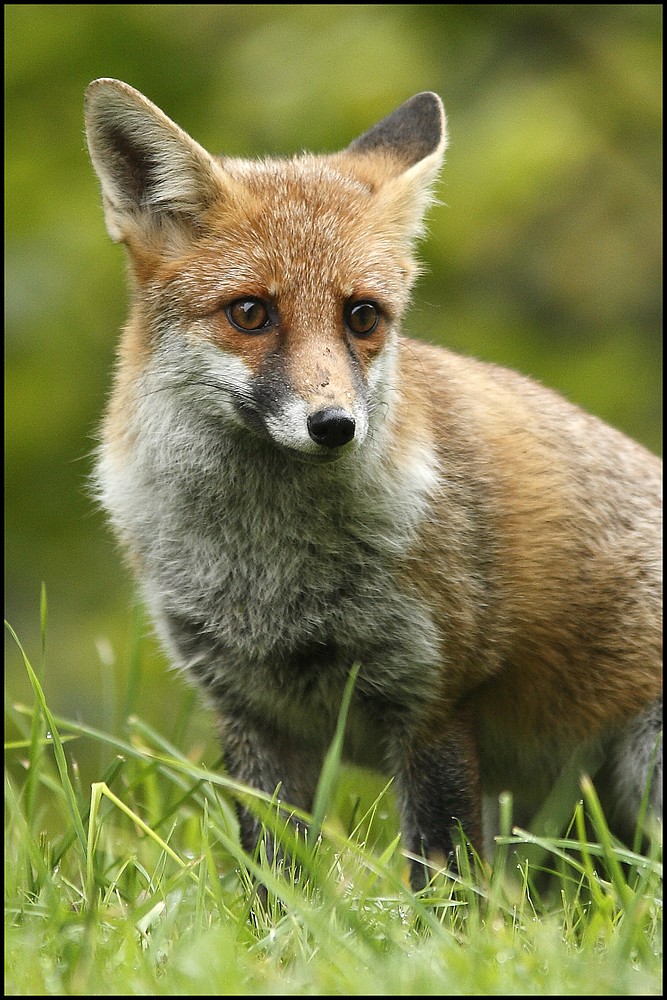 Portrait de vulpes vulpes