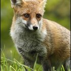 Portrait de vulpes vulpes