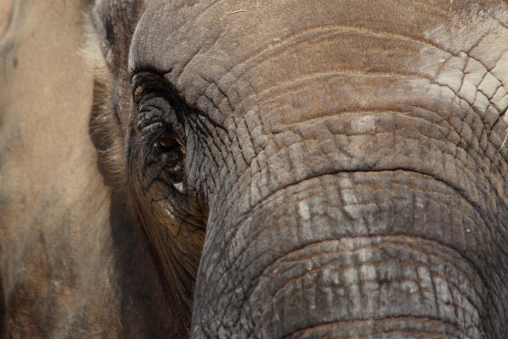 portrait d'éléphant