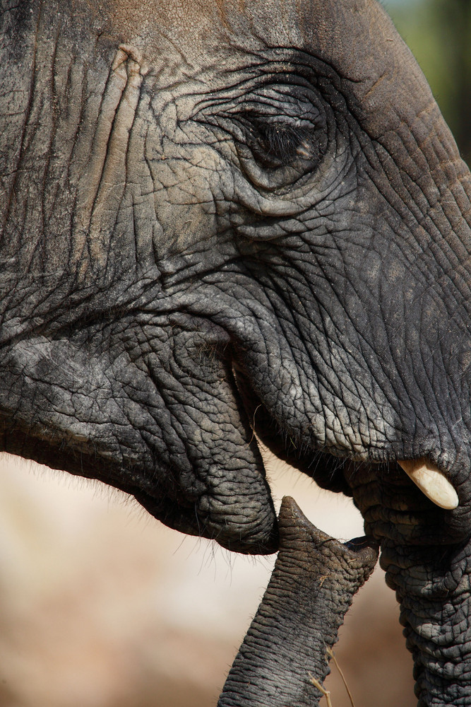 portrait d'éléphant 2