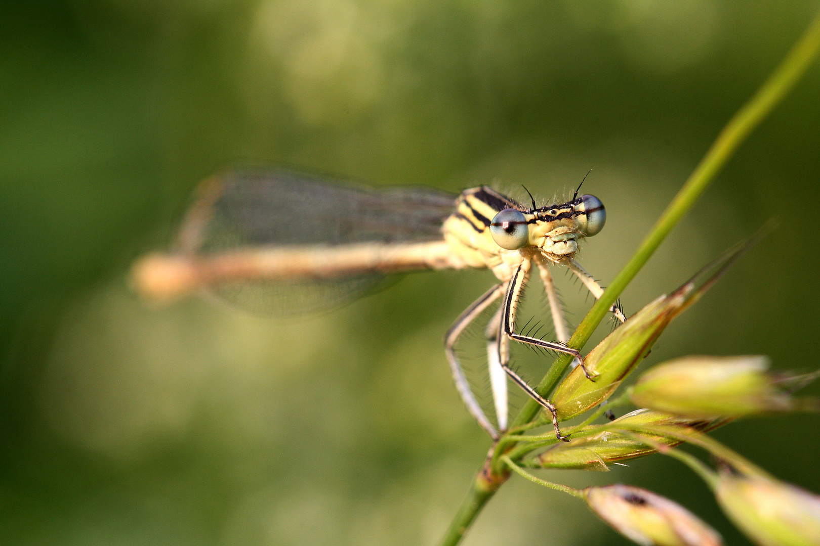 Portrait der Blauen Federlibelle