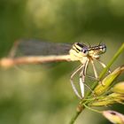 Portrait der Blauen Federlibelle