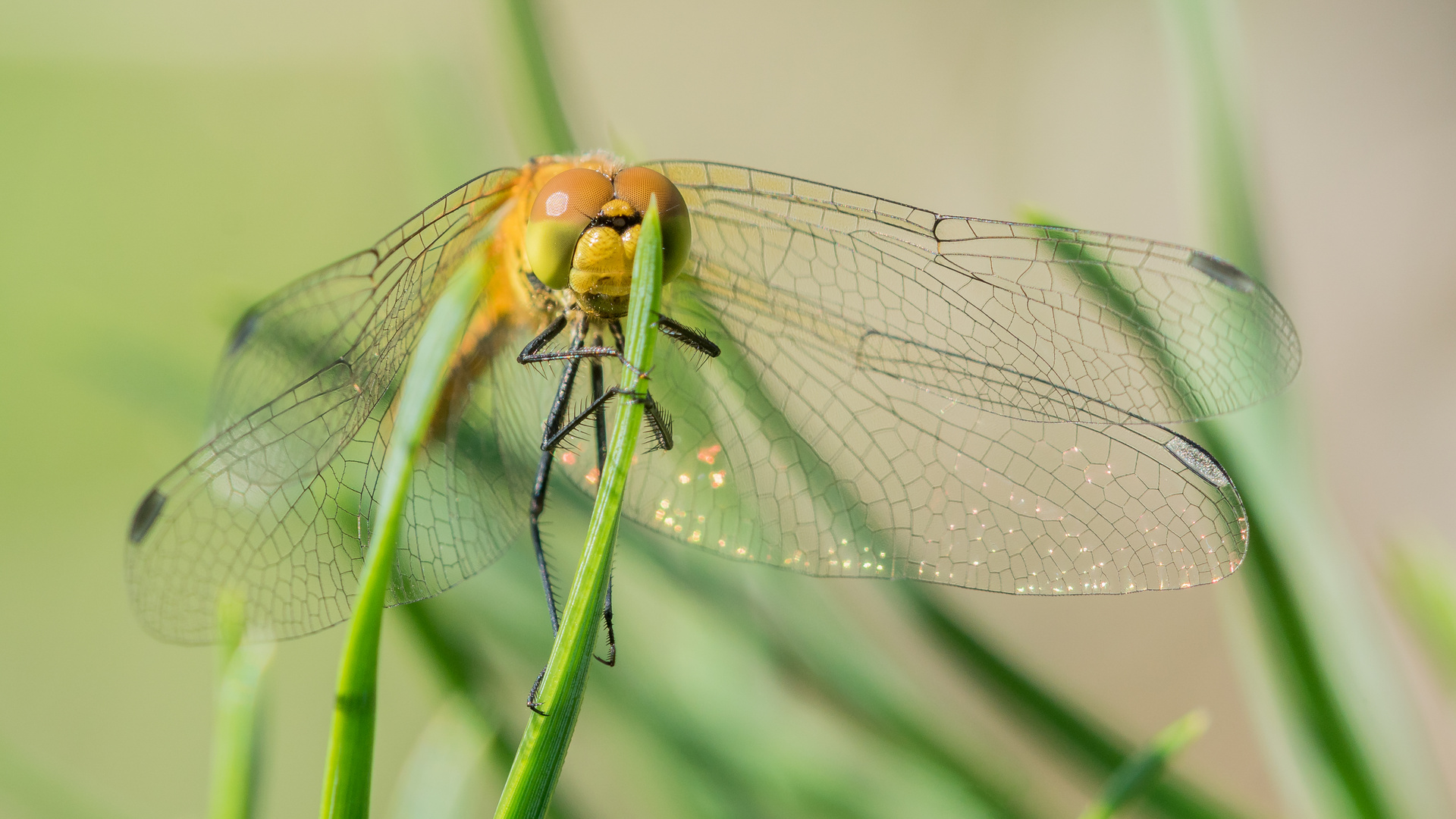 Portrait der Blutroten Heidelibelle