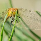 Portrait der Blutroten Heidelibelle