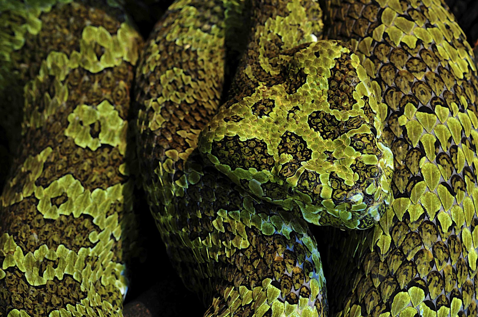 PORTRAIT DER CHINESISCHEN MANG-PITVIPER