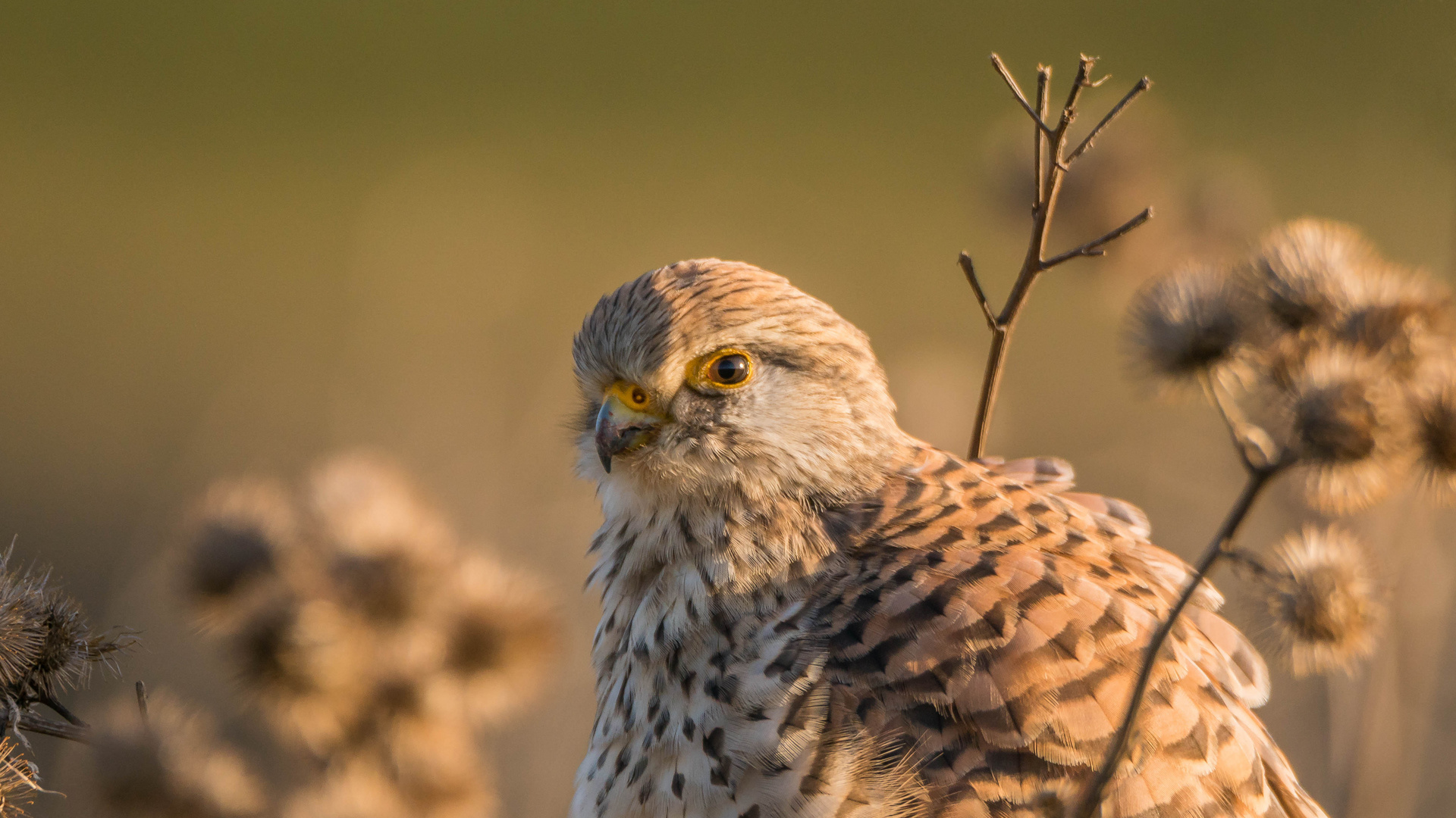 Portrait der Falkendame im ersten Licht