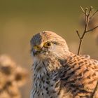 Portrait der Falkendame im ersten Licht