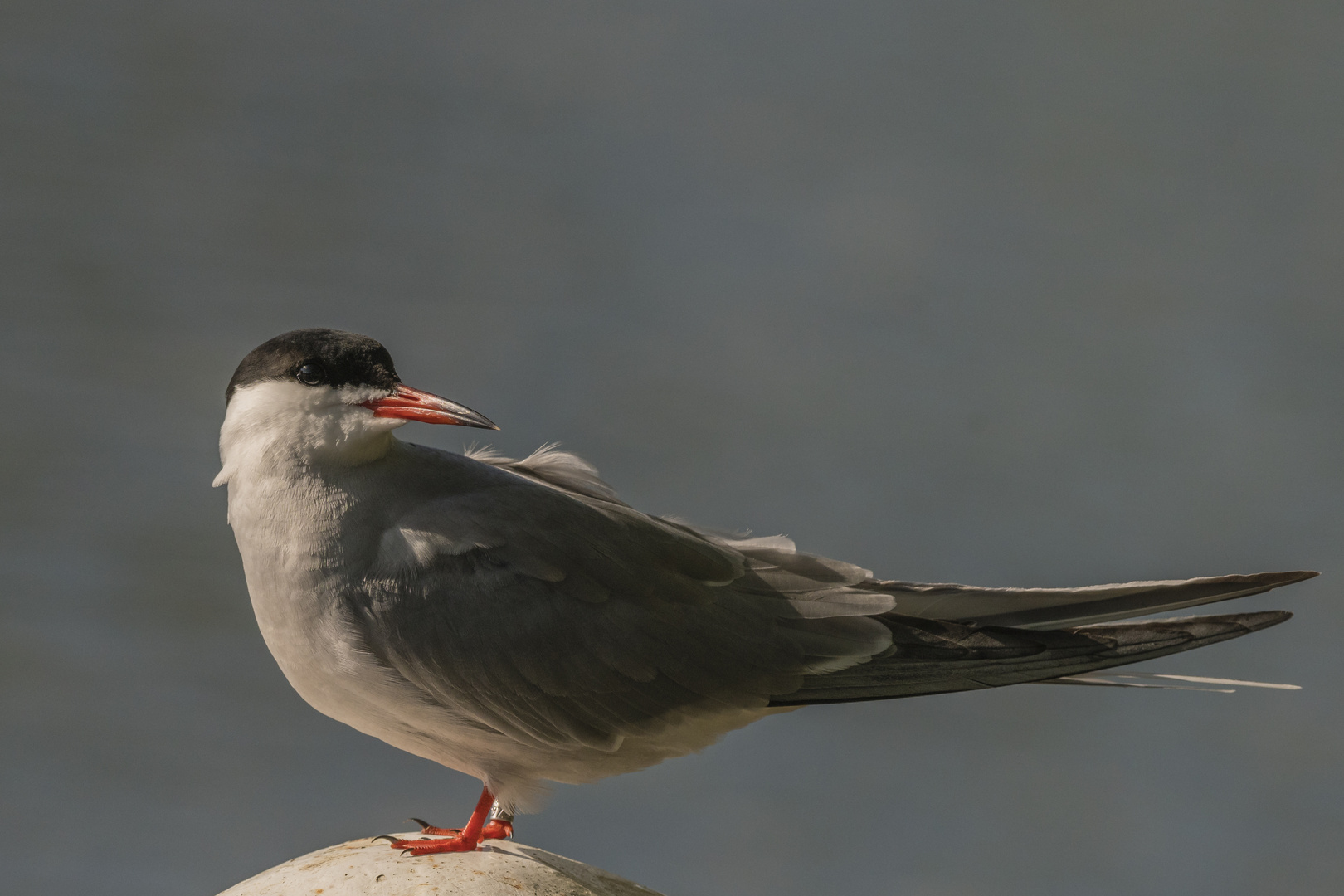 Portrait der Flussseeschwalbe