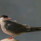 Portrait der Flussseeschwalbe