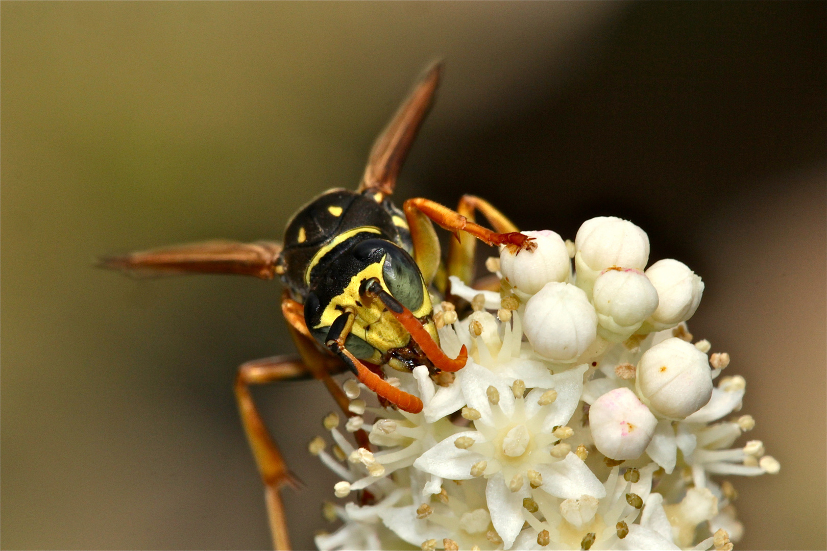 Portrait der Gallischen Feldwespe (Polistes dominula)