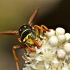 Portrait der Gallischen Feldwespe (Polistes dominula)