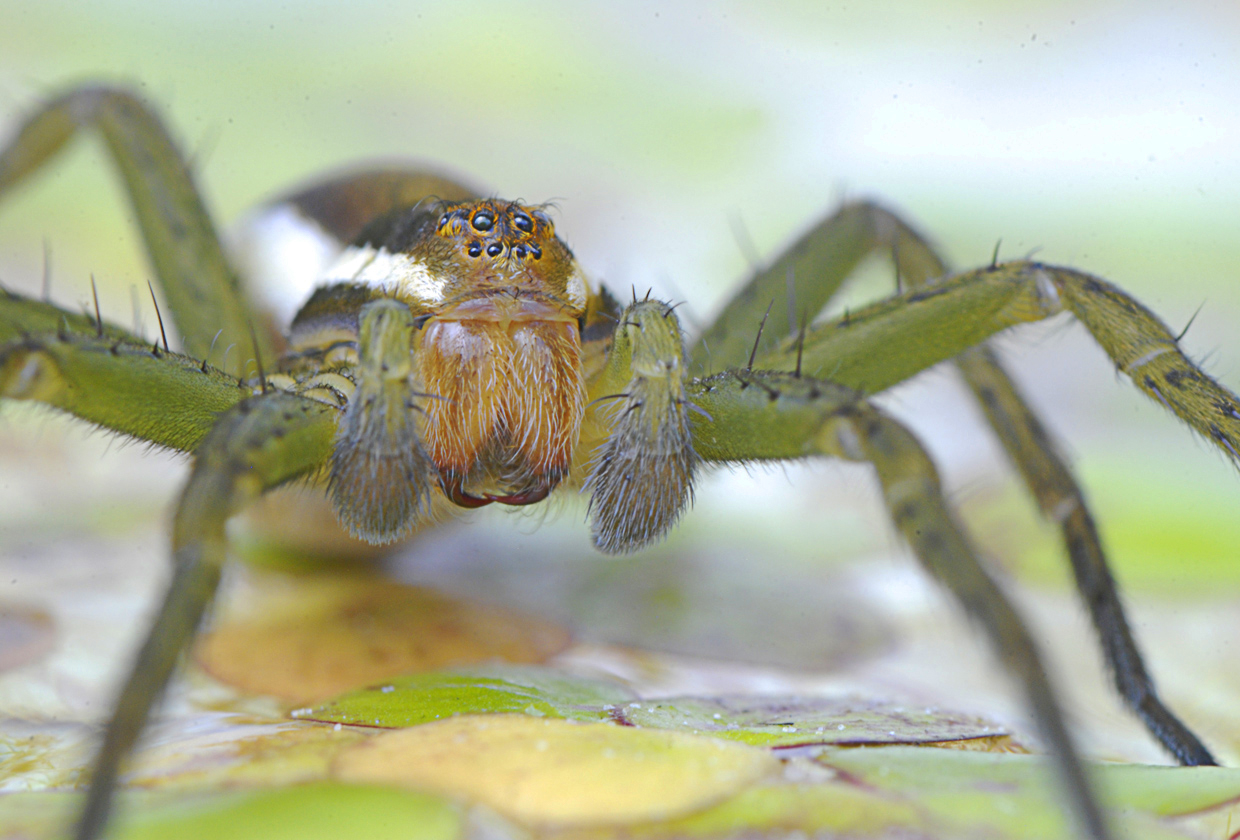 Portrait der Gerandeten Jagdspinne