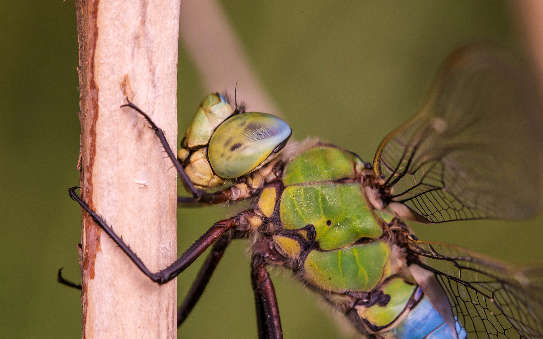 Portrait der Großen Königslibelle