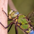 Portrait der Großen Königslibelle