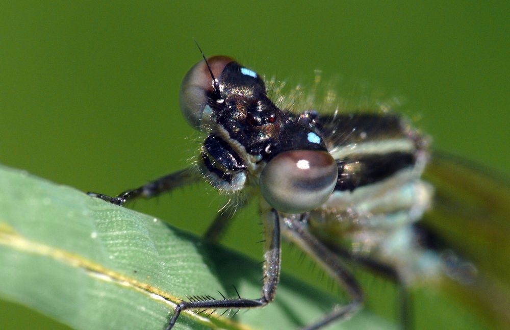 Portrait der Großen Pechlibelle (Ischnura elegans)