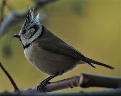 Portrait der Haubenmeise