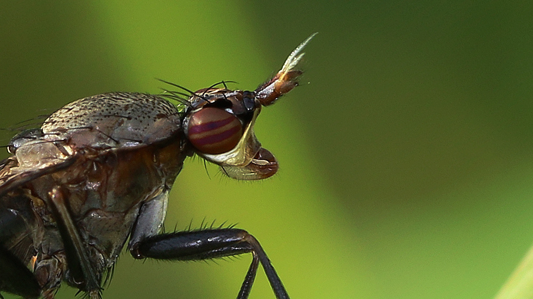 Portrait der Hornfliege