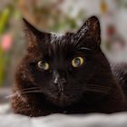Portrait der Katze Mausi 