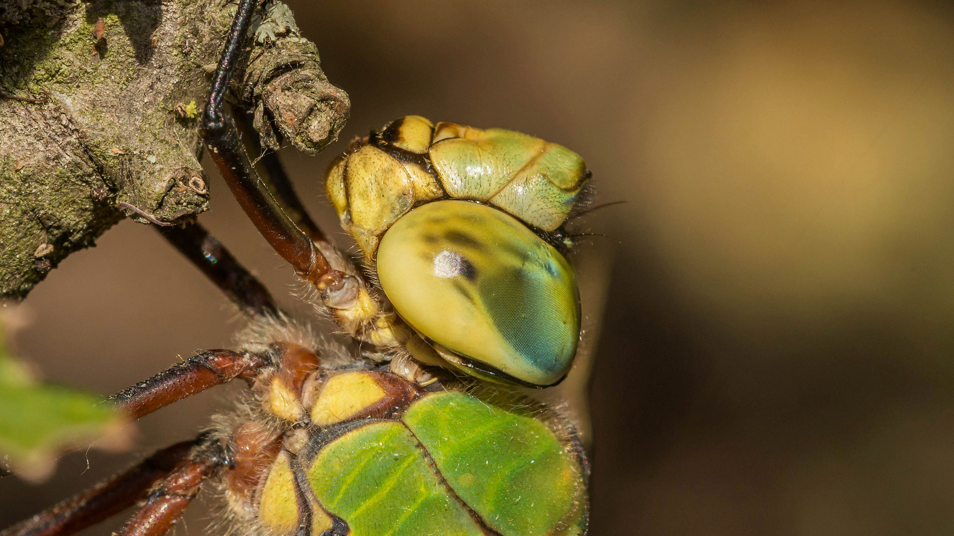 Portrait der Königin