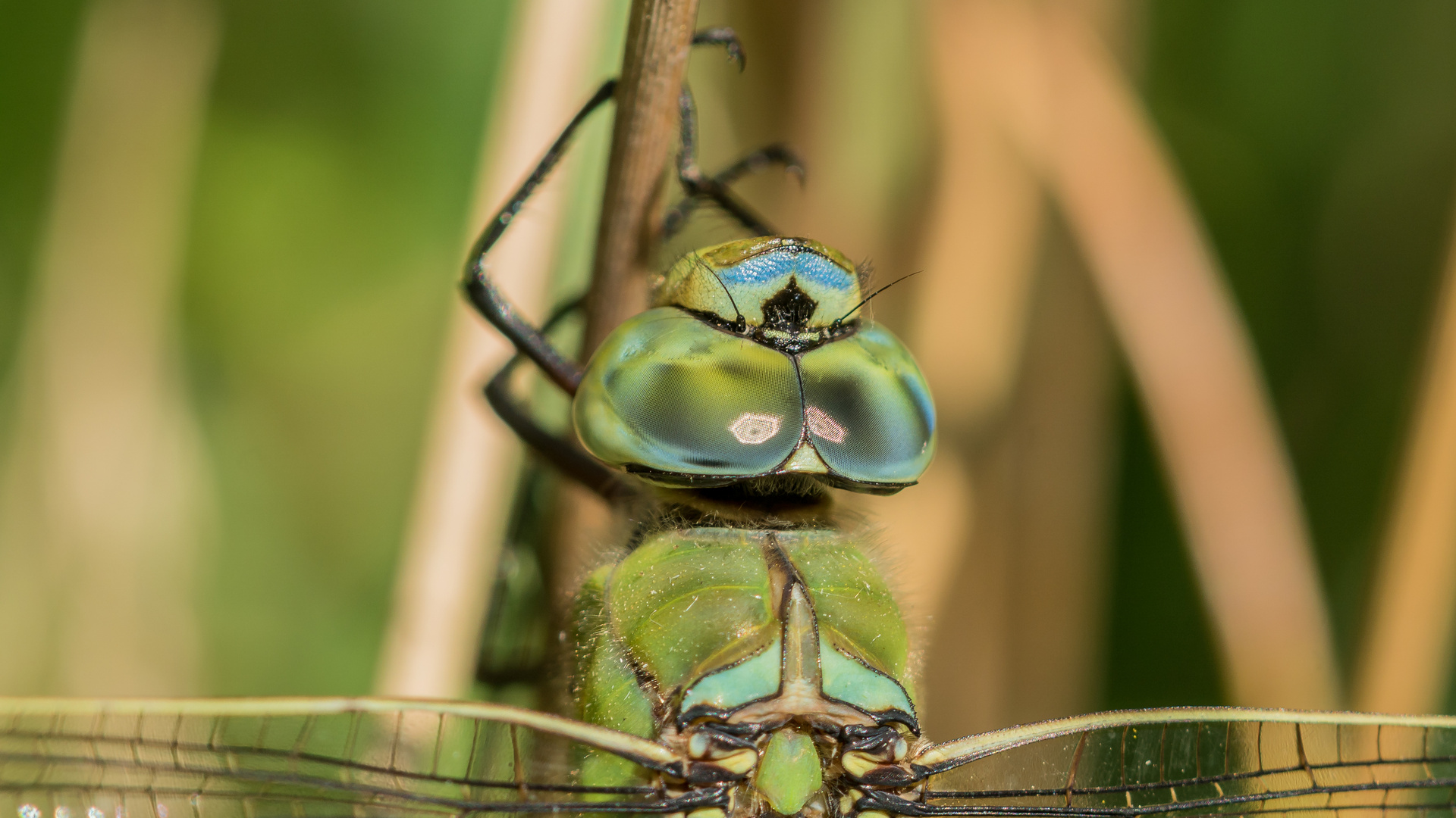 Portrait der Königslibelle