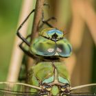 Portrait der Königslibelle