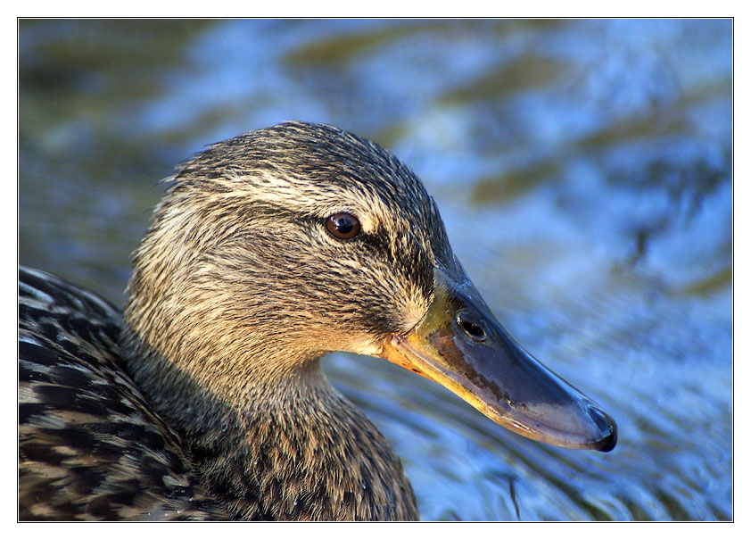 Portrait der lautesten Ente vom Bach