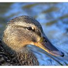 Portrait der lautesten Ente vom Bach