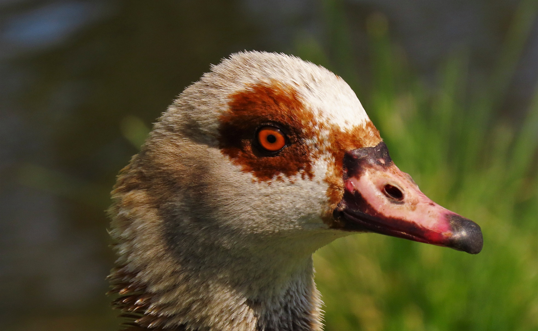 Portrait der Nilgans