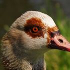 Portrait der Nilgans